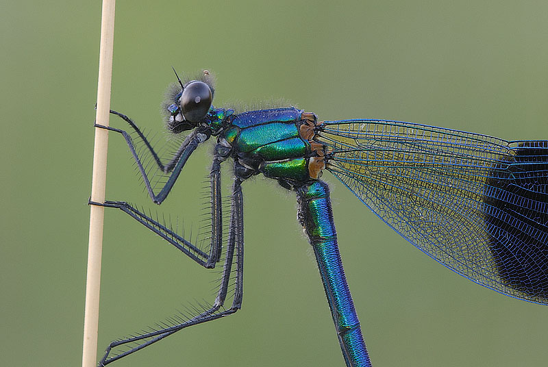 Male Banded Demoiselle